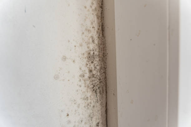 Best Black Mold Removal  in Fords, NJ